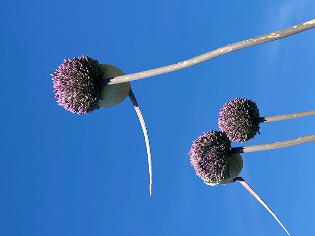 aliums