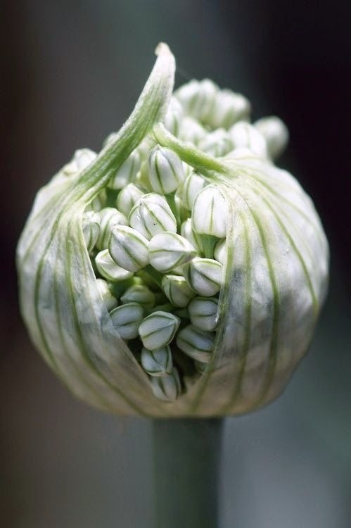 alium